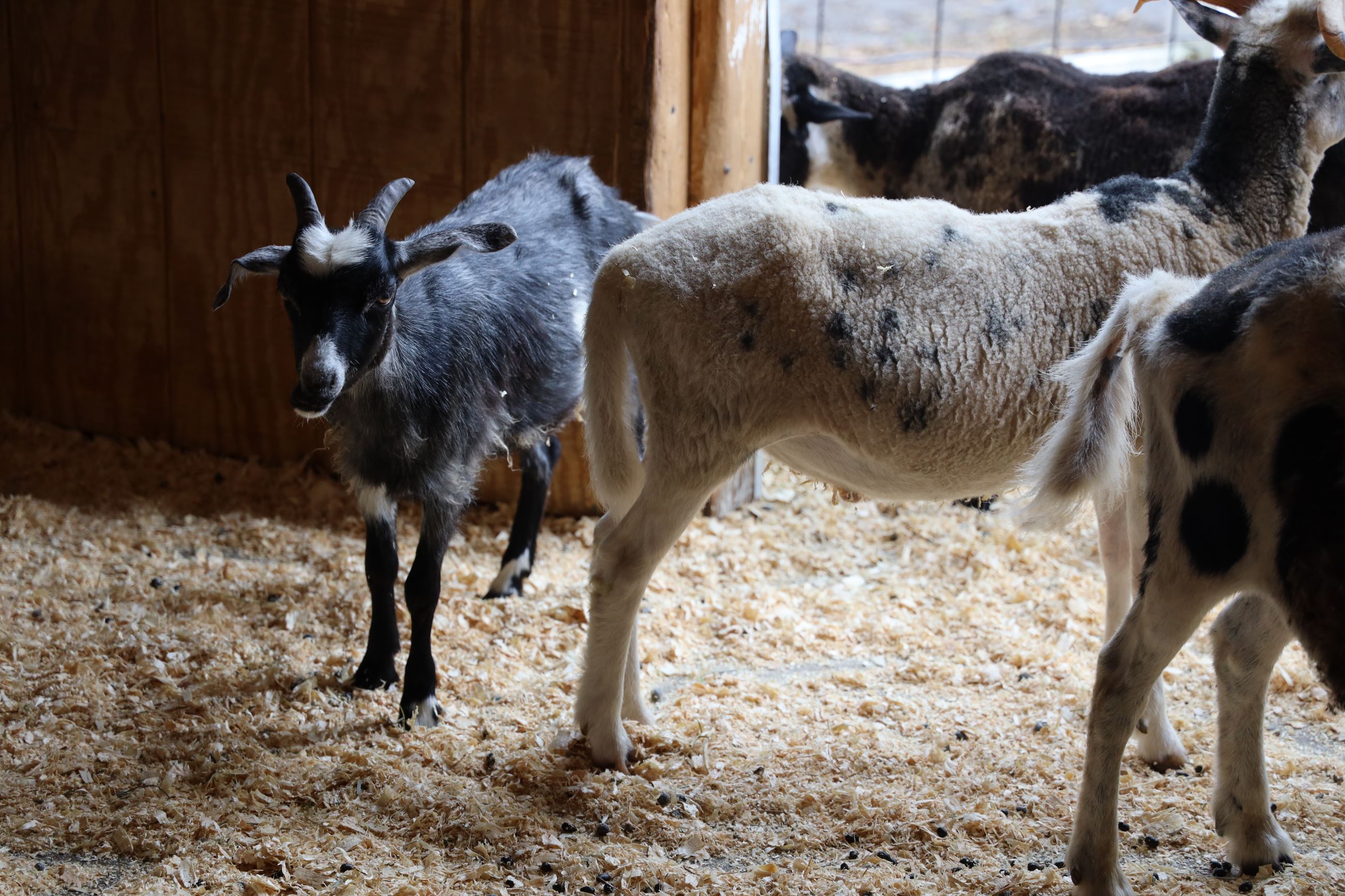 Goats and sheep waiting for visitors at the Heritage Park Petting Farm barn.